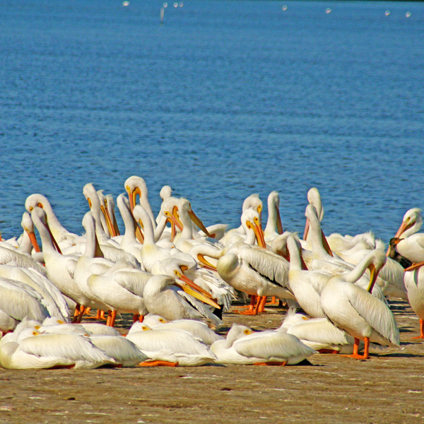 Ding Darling Refuge, Sanibel