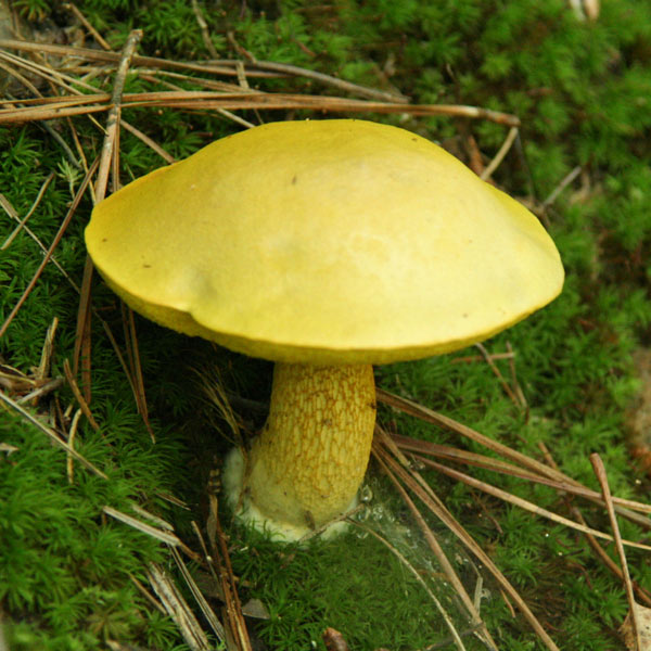 The Mushrooms of Sibley Forest, Georgia